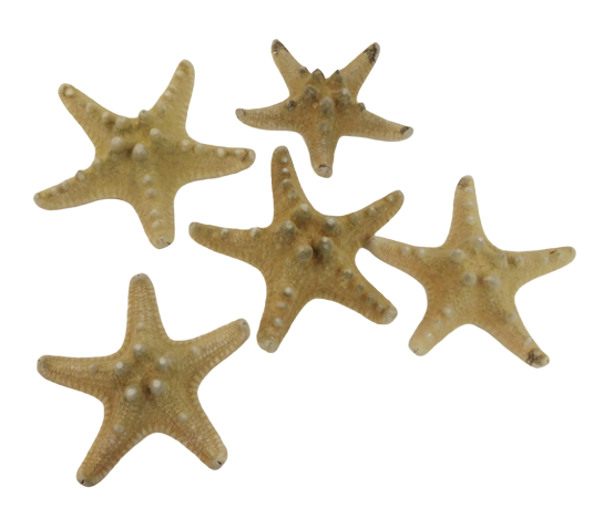 Star Fish Rhino App 3 x 15pcs-20744