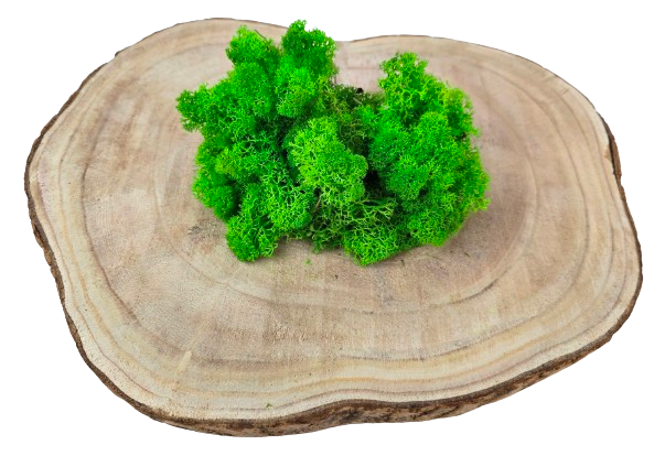 Reindeer Moss (Icelandic Moss) Light Grass Green