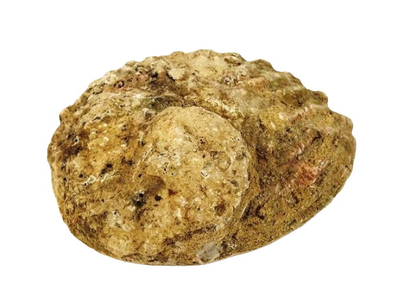 Shells - Abelone Medium 12-15cm x 1pce-0