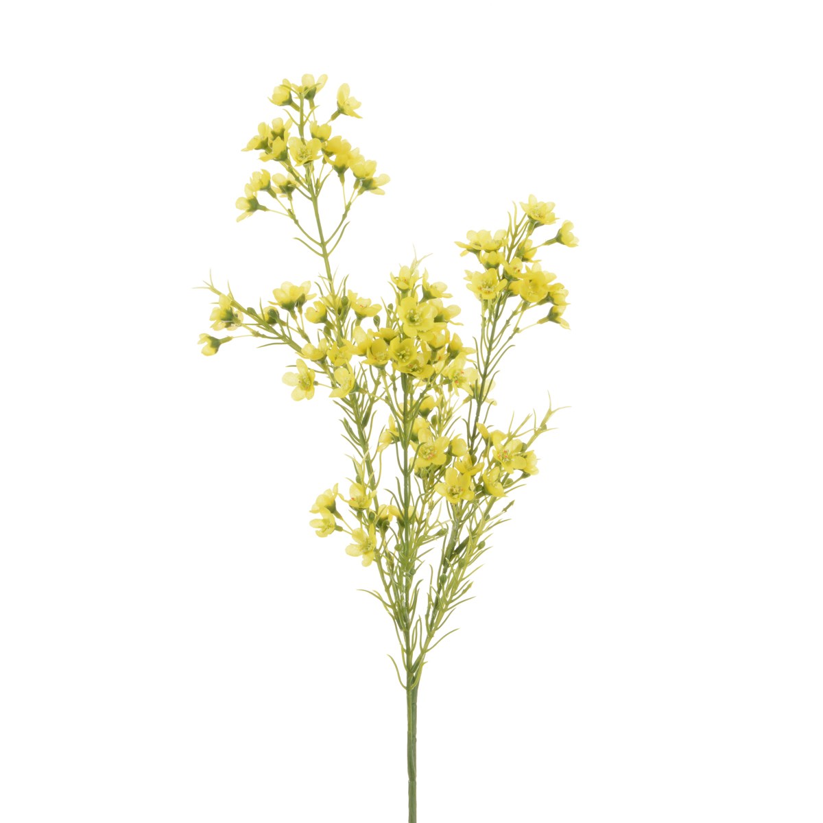 Wintersweet Spray 67cm Yellow-0