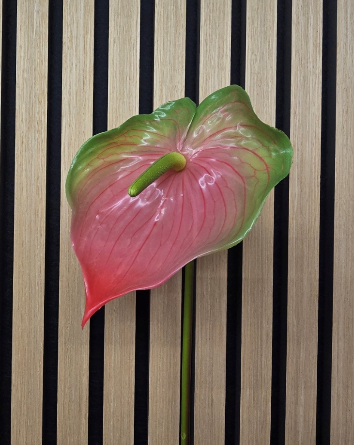 Anthurium 77cm Pink/Green