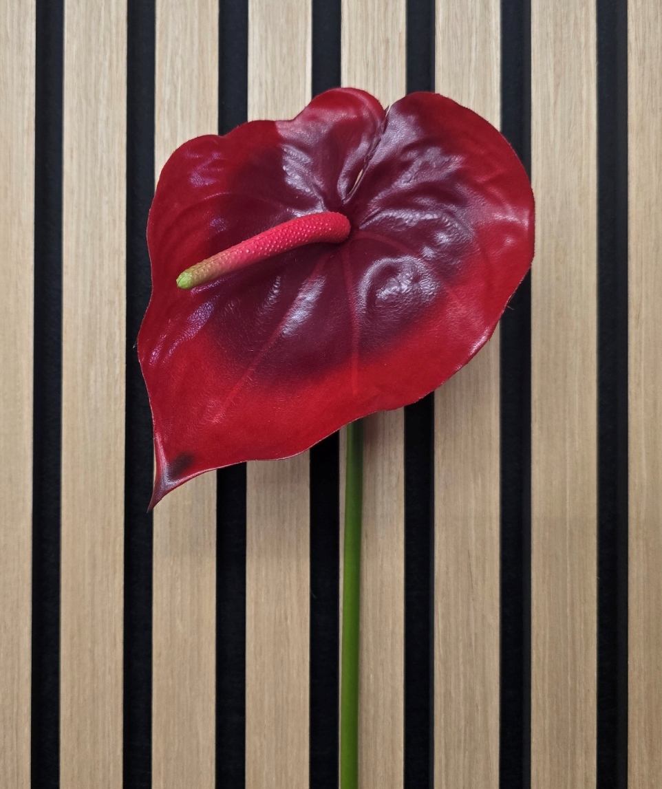 Anthurium 77cm Red