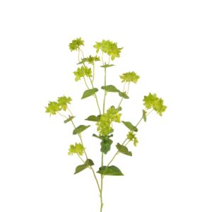 Bupleurum Spray 76cm-0