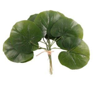 Galax Leaf Pack Of 12-0