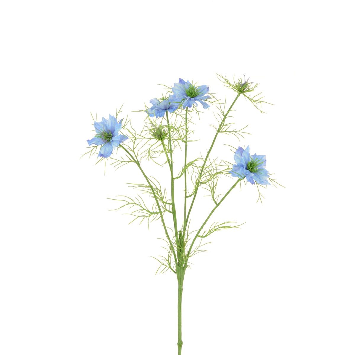 ECO Nigella Love in the Mist -65cm Light Blue