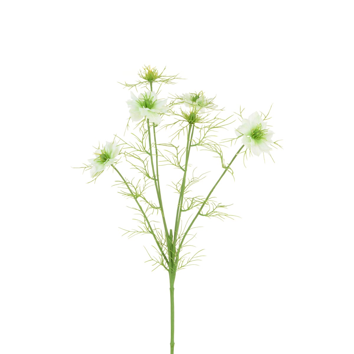 ECO Nigella Love in the Mist -65cm White