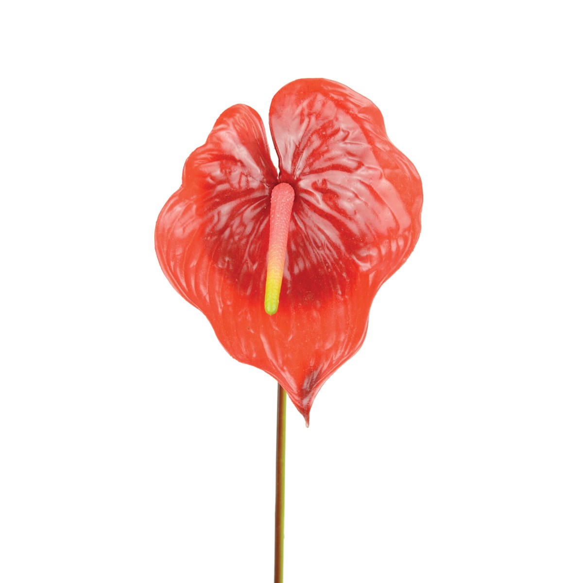 Anthurium 77cm Red-0