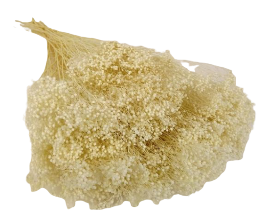 Broom Bloom Bleached x 80g-0