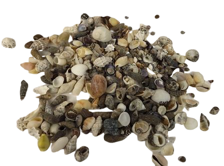 Shells - Mix Small x 1kg-0