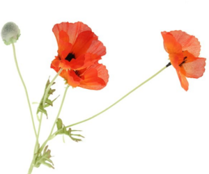 Poppy Spray x 3 Heads Orange-0