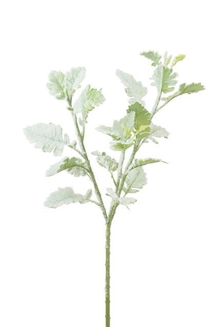 Snowstorm Dusty Miller 71cm-0