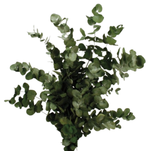Preserved Spiral Eucalyptus - Green-0
