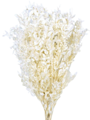 Preserved Ruscus - Bleached Cream