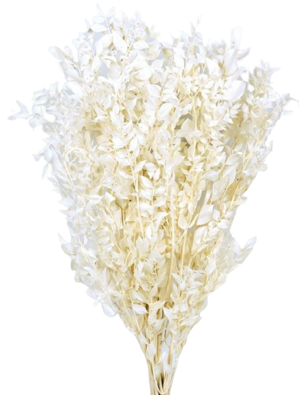 Preserved Ruscus - Bleached Cream