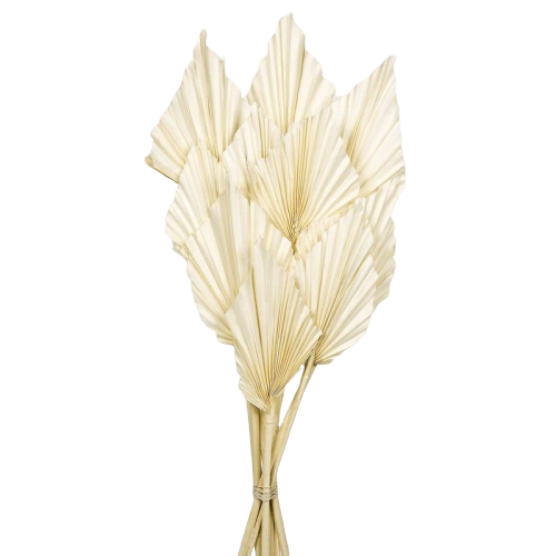Palm Spear - Bleached White - 10pcs-0