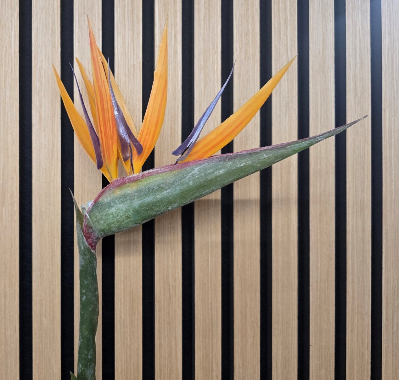 Bird Of Paradise – 83cm