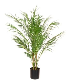 Areca Palm in pot - 90cm-0