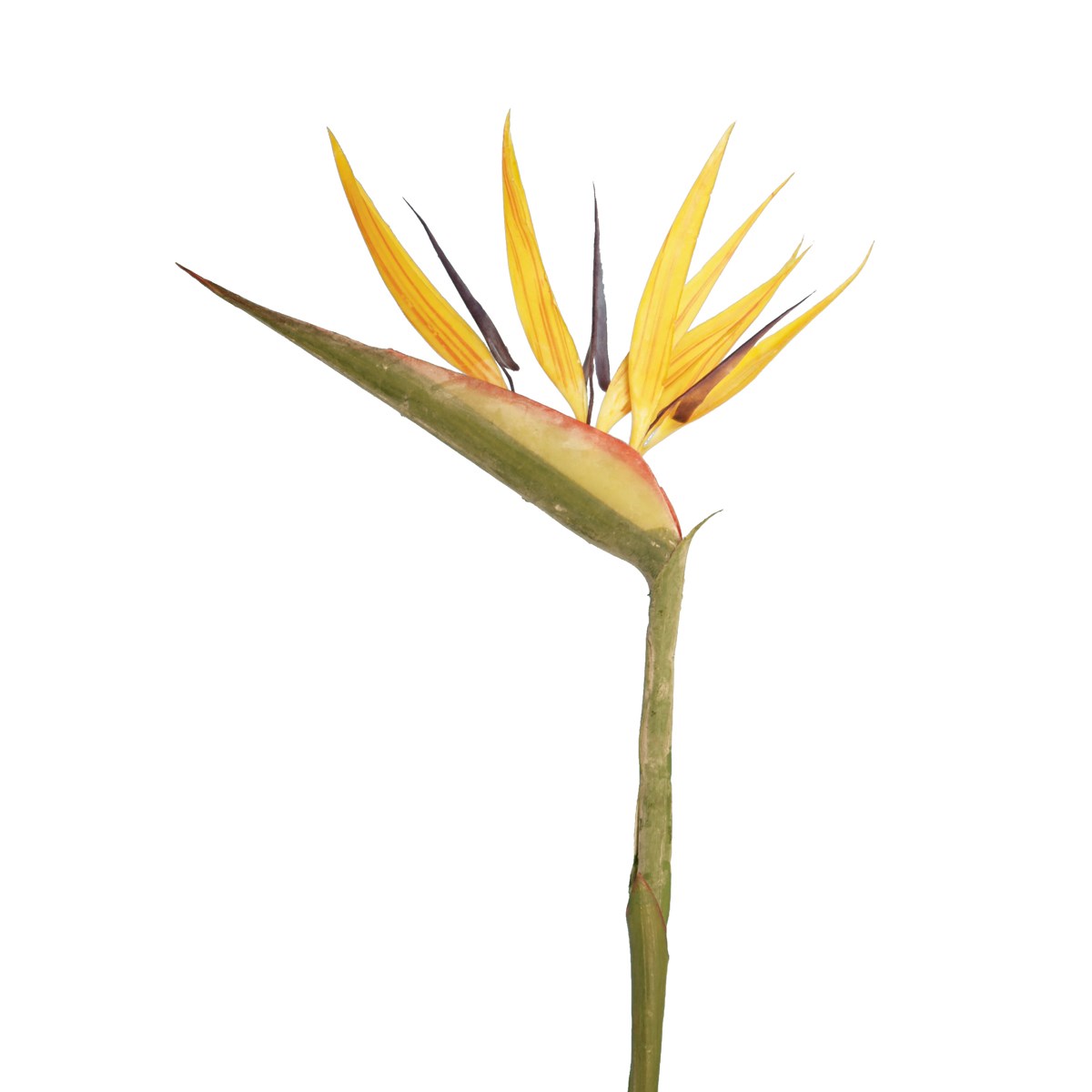 Bird Of Paradise - 83cm-0