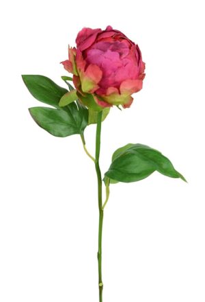 Hybrid Peony Bud 45cm Beauty-0