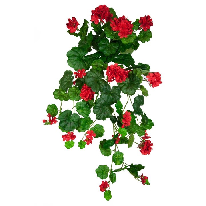 Geranium Hanging Bush 80cm Red-0