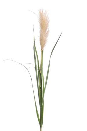 Pampas Grass Lt Brown 120cm-0