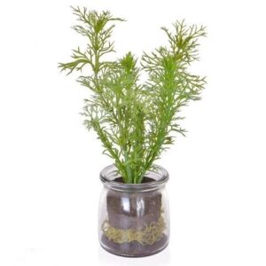 Dill In Glass Jar-0