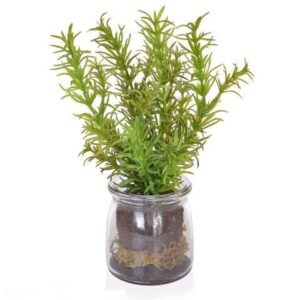 Rosemary In Glass Jar-0