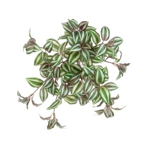UV Tradescantia Trail - 44cm-0