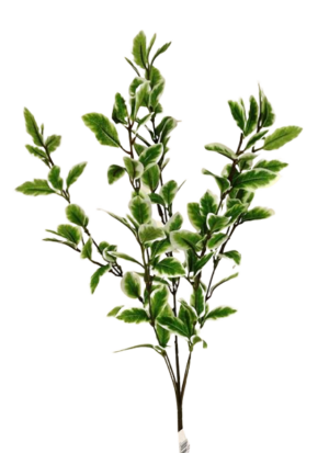 Pittosporum Spray Variagated-0