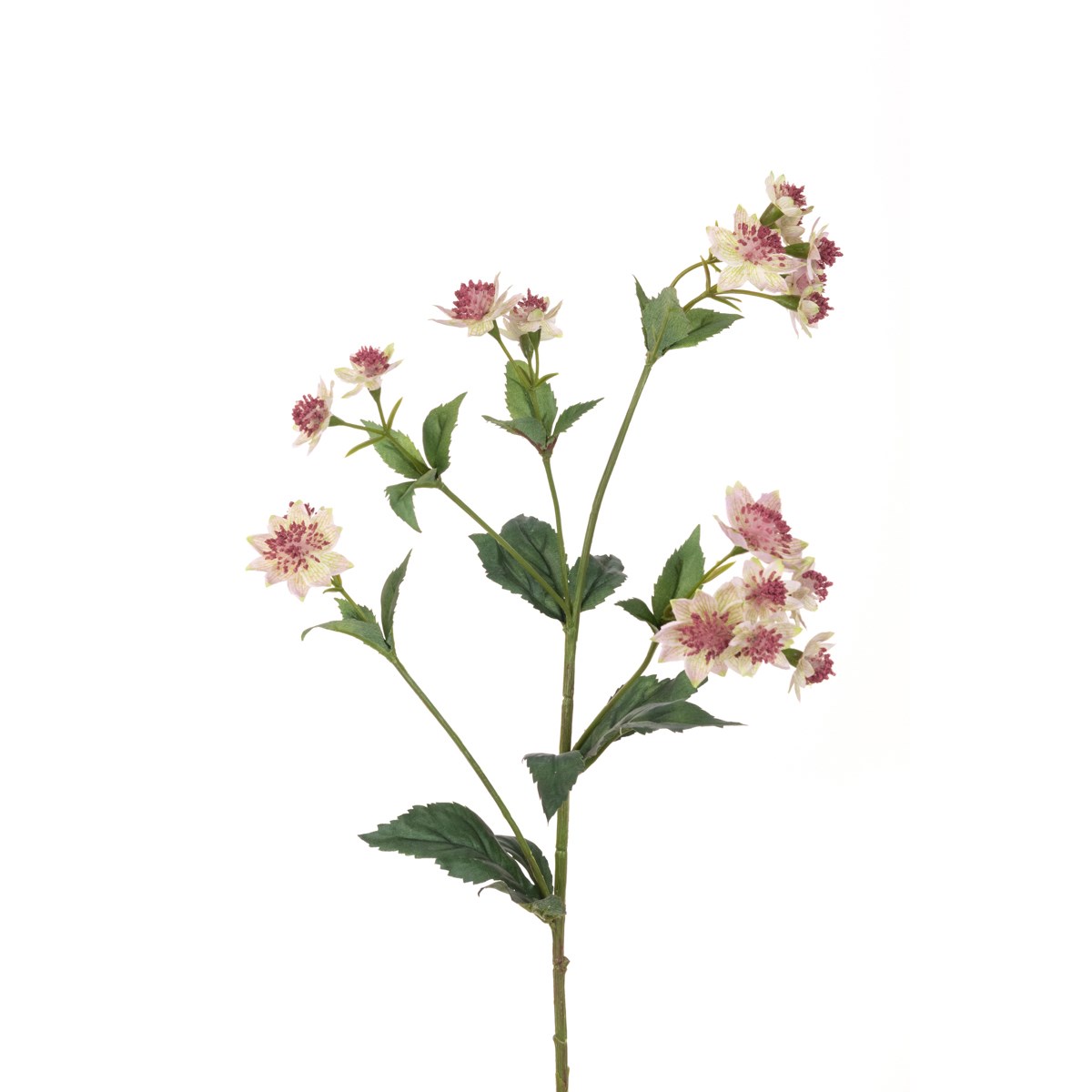 Astrantia Spray - 77cm Pick/Cream-0