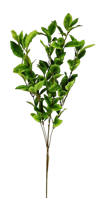 Pittosporum Spray Green-0