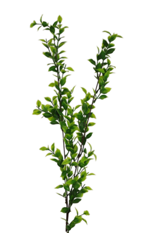Single Ruscus Spray 90cm-0