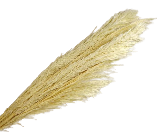 Cana Silvestre x 6 Stems White-0