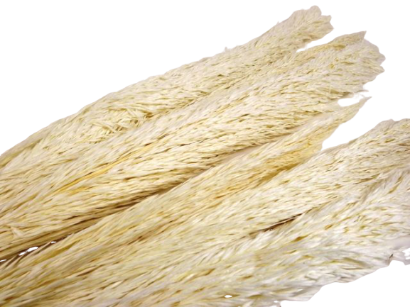 Cana Silvestre x 6 Stems White-19918
