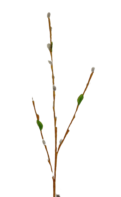 80cm Pussy Willow Stem-0