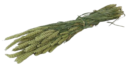 Dried Wheat Natural Bunch (Dutch)-0