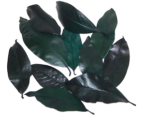 Magnolia Leaves Preserved Green x 1kg