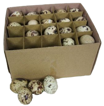 BLOWN Quail Eggs x 60 - Not Edible -0