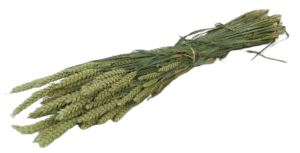 Dried Wheat Natural Bunch (Dutch)-0