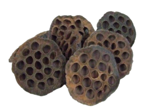 Lotus Heads Large x 50