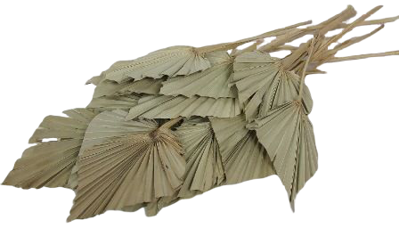 Palm Spear Natural x 20-0