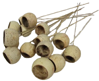 Bell Cup Medium x 15 Pcs-0