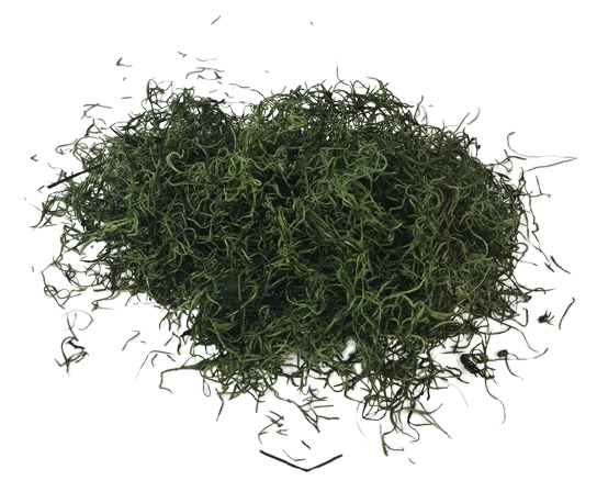 Tillandsia Moss (Forest Moss) X 200g Moss Green Bag-0
