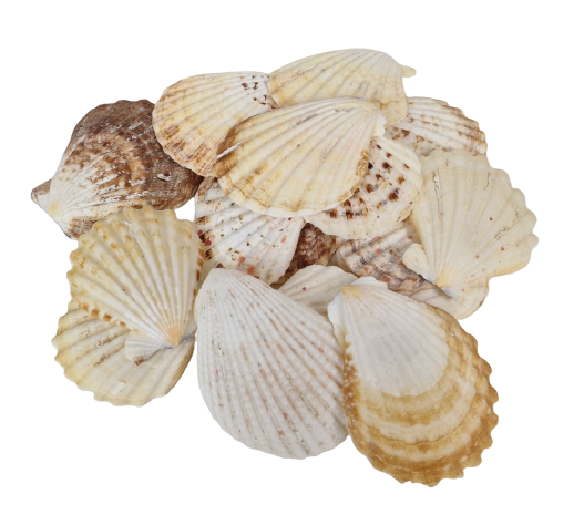 Shells - Pectin Radula 1kg-0