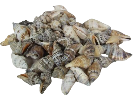 Shells - Strombus Brown Urceus-0