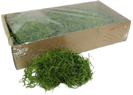 Tillandsia Moss (Forest Moss) Bag Apple Green 200g-0