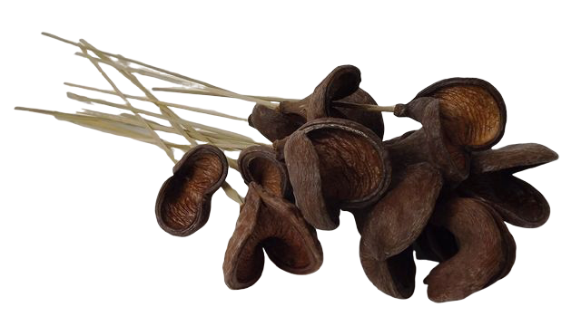 Badam Pods Halves On Stem X 15