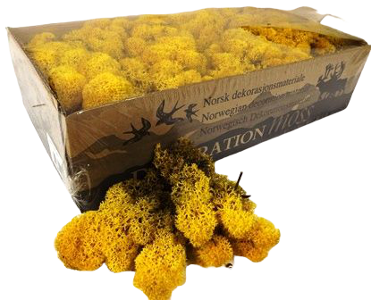 Reindeer Moss (Icelandic Moss) Yellow