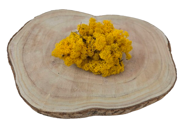 Reindeer Moss (Icelandic Moss) Yellow