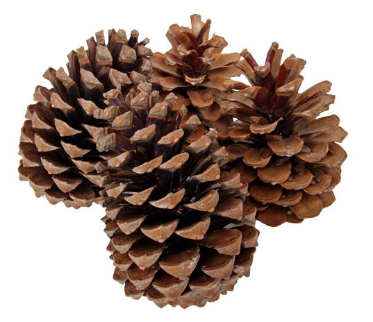 Maritima Cones 10 - 14cm x 50-0
